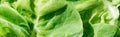 Panoramic shot of green wet organic lettuce leaves with water drops. Royalty Free Stock Photo