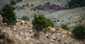 Panoramic shot of heard of sheep grazing on the mountains in Albania. A flock of sheep on the beautiful mountain meadow Royalty Free Stock Photo