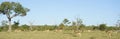 Panoramic shot of a herd of Impalas in the Sabi Sand game reserve, South Africa