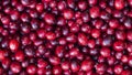 Panoramic shot of large-fruited cranberries for background, cover, or banner