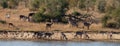 Panoramic shot of the mixed heard of waterbucks and impalas along the Sabia River in the Kruger Park