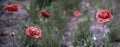 Panoramic shot of poppy originality.Unusual color poppy. Royalty Free Stock Photo