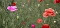 Panoramic shot of poppy originality. Royalty Free Stock Photo