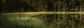 Panoramic shot of the reflection of trees in the small lake in the forest Royalty Free Stock Photo