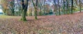 Panoramic shot of the Savernake Forest