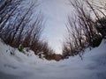 Panoramic shot of snow and trees Royalty Free Stock Photo