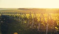 Panoramic shot of a summer vineyard at sunset