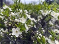 Background of spring flowering. Spring flowers. Royalty Free Stock Photo