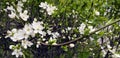 Panoramic shot of a tree blooming in a spring garden. Royalty Free Stock Photo