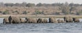 Panoramic side shot of elephants crossing the choebe river in south africa Royalty Free Stock Photo