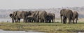 Panoramic side shot of elephants crossing the choebe river in south africa Royalty Free Stock Photo