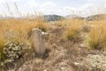 Panoramic SIghts of The Acropoli at Segesta Archaeological Park in Trapani, Italy.