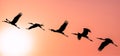 Panoramic Silhouette of Painted Stork flying against the setting Royalty Free Stock Photo