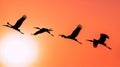 Panoramic Silhouette of Painted Stork flying against the setting Royalty Free Stock Photo