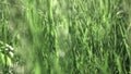 Slow flight of the camera through the green grass in the sunny day. Full HD panoramic video, 240fps, 1080p.