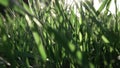 Slow flight of the camera through the green grass in the sunny day. Full HD panoramic video, 240fps, 1080p.