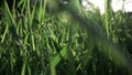 Slow flight of the camera through the green grass in the sunny day. Full HD panoramic video, 240fps, 1080p.