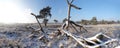 panoramic snow covered dead tree in winter Royalty Free Stock Photo