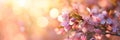 Panoramic spring background with beautiful pink cherry blossoms, bokeh background