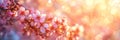 Panoramic spring background with beautiful pink cherry blossoms, bokeh background Royalty Free Stock Photo