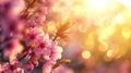 Panoramic spring background with beautiful pink cherry blossoms, bokeh background Royalty Free Stock Photo