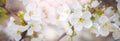 Panoramic spring view with cherry blossoms. Raindrops on cherry blossoms Royalty Free Stock Photo