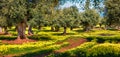 Panoramic spring view of olive garden. Stunning morning scene of Apulia countryside, Italy, Europe. Beauty of nature concept backg