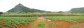 Panoramic sugar cane in Mauritius Royalty Free Stock Photo