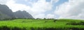 Panoramic sugar cane in Mauritius Royalty Free Stock Photo