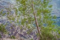 Panoramic summer landscape of the beautiful green Royal park Milocer on the shore of the the Adriatic Sea, Montenegro Royalty Free Stock Photo