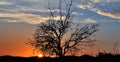 Panoramic sunrise with almond tree on colorful sky