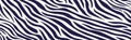 Panoramic texture zebra skin set of chaotic lines - Vector Royalty Free Stock Photo