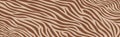 Panoramic texture zebra skin set of chaotic lines - Vector Royalty Free Stock Photo