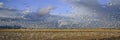 A panoramic of thousands of migrating snow geese and Sandhill cranes taking flight over the Bosque del Apache National Wildlife Re