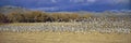 A panoramic of thousands of migrating snow geese and Sandhill cranes taking flight over the Bosque del Apache National Wildlife Re Royalty Free Stock Photo