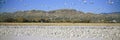 A panoramic of thousands of migrating snow geese and Sandhill cranes taking flight over the Bosque del Apache National Wildlife Re Royalty Free Stock Photo