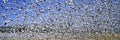 A panoramic of thousands of migrating snow geese taking flight over the Bosque del Apache National Wildlife Refuge, near San Anton