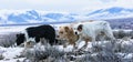 Panoramic of three mountain dogs