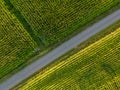 Panoramic top view parts of different agricultural fields.Yellow-green corn field and fields with other green