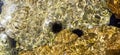 Panoramic top view of sea urchins in the crystal clear water at Paleo Kalamaki, Greece