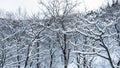 A panoramic trees covered with snow on frosty day at beautiful winter of Japan