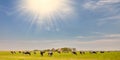 Dutch landscape with a meadow with cows and farm with sunlight