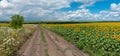 Panoramic Ukrainian rural landscape