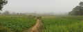 Panoramic vast field of mustard plants, genera Brassica and Sinapis. Royalty Free Stock Photo