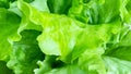 Fresh green leaf lettuce close up Royalty Free Stock Photo