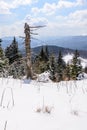 Panoramic vertical view with snow covered trees. Landscape of sn