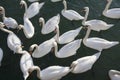 Panoramic view from above white swans near to shore