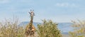 Panoramic view of adorable giraffe chewing on plants and looking at camera in Masai Mara, Kenya
