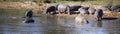 Panoramic view of African hippopotamus in a lake where they live the wildlife of the African savannah Royalty Free Stock Photo