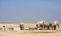 The dry flat Etosha savannah with elephants and springbok and an ostrich